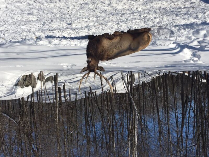 Montreal: Private Day Tour to Parc Omega & Montebello Lodge - Final Thoughts: Who Will Love This Tour?