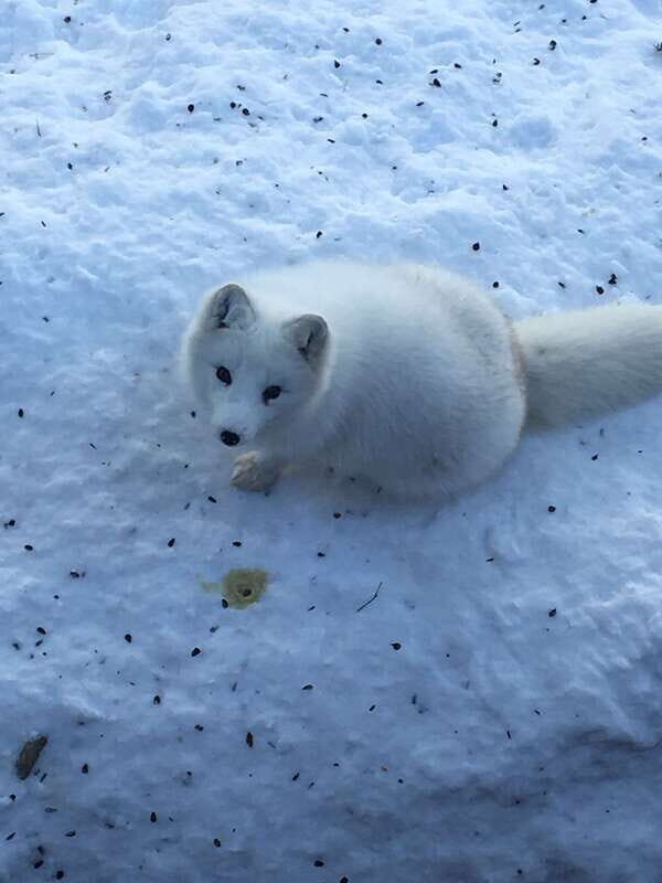 Montreal: Private Day Tour to Parc Omega & Montebello Lodge - Frequently Asked Questions (FAQs)