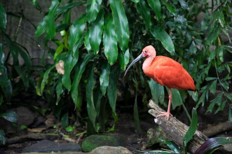 Montreal: Skip-the-line Biodome Private Tour with Tickets - Key Points