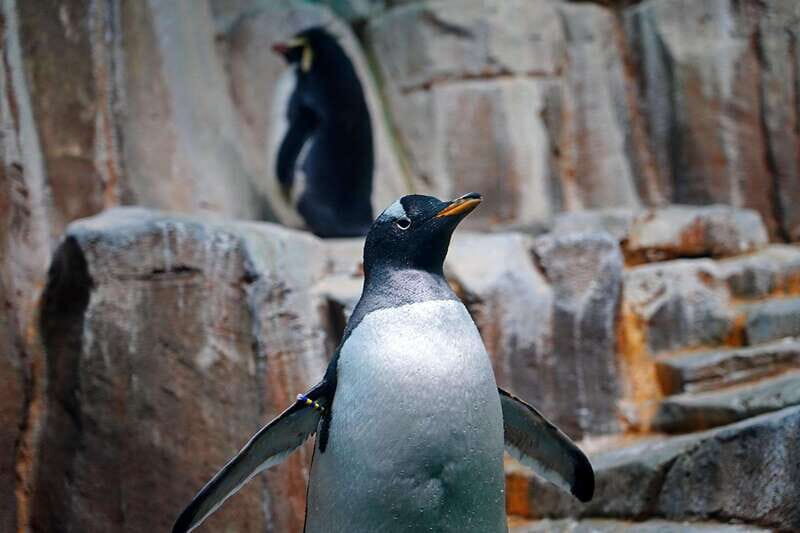Montreal: Skip-the-line Biodome Private Tour with Tickets - Frequently Asked Questions