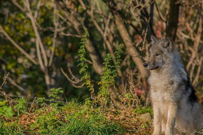 Montreal ZOO, private half day tour - Who Is This Tour Best For?