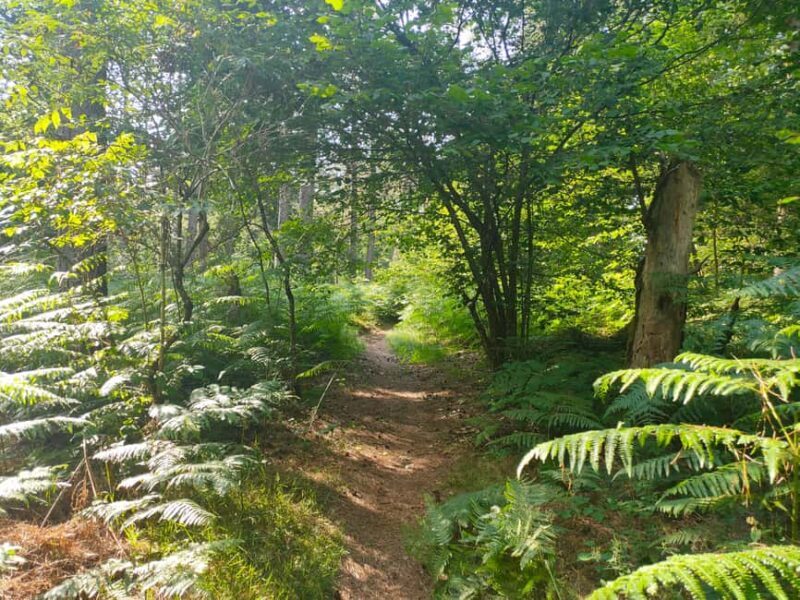 Monts de Guéret: Guided hike to the summit of Maupuy - FAQ