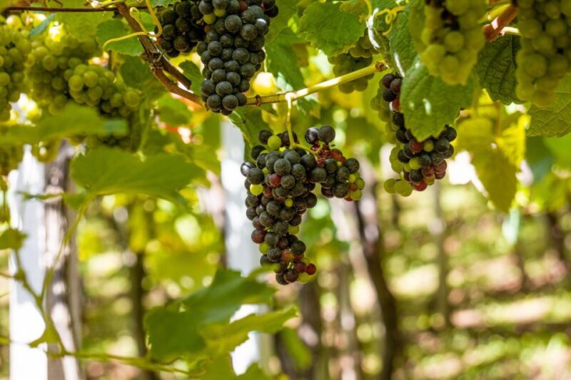 Montserrat & Cava Wineries Day Trip from Barcelona w/ Pickup - Experience the Heart of Catalonia: Montserrat & Cava Wineries Day Trip from Barcelona