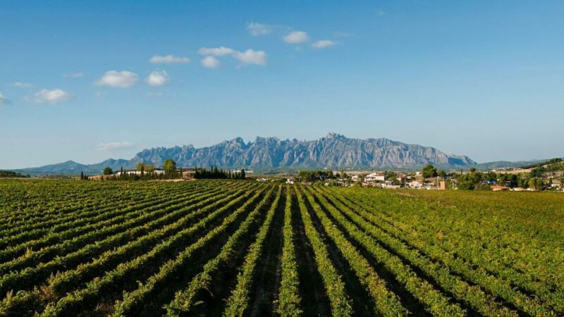 Montserrat & Cava Wineries Day Trip from Barcelona w/ Pickup - A Well-Rounded Experience for Curious Travelers