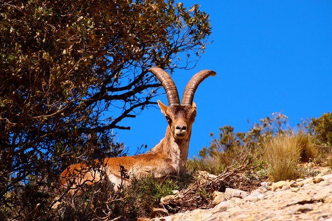 Montserrat Half Day with Cable Car and Easy Hike from Barcelona - A Deep Dive into the Montserrat Experience