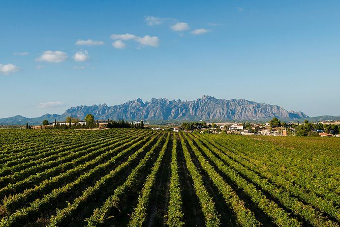 Montserrat,Vineyard, Wine Tasting Small Group Tour & Hotel Pickup - Afternoon in the Penedès Wine Region