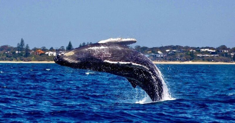Mooloolaba: 2-Hour Whale Watching Adventure - Why This Tour Offers Good Value