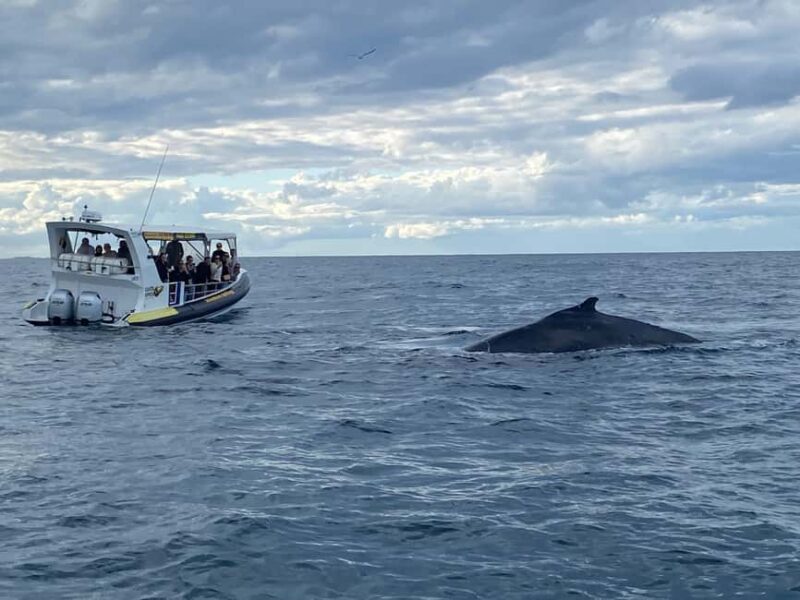 Mooloolaba: 2-Hour Whale Watching Adventure - The Sum Up