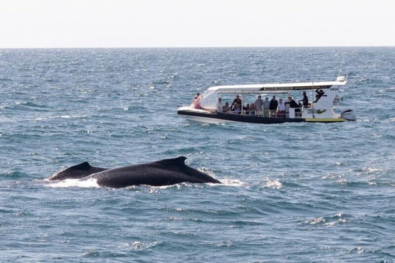 Mooloolaba: Whale Watching Cruise - An Exciting 2-Hour Adventure in Queensland’s Waters