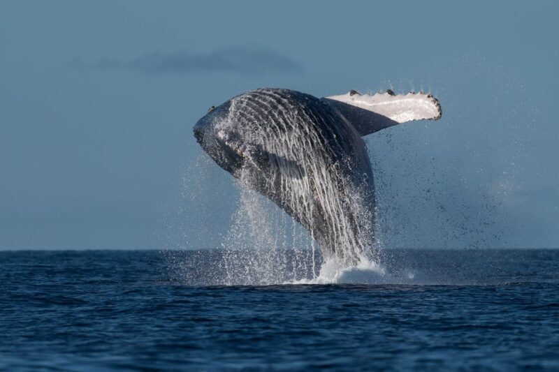 Mooloolaba: Whale Watching Cruise - Why the Underwater Cameras Enhance the Experience