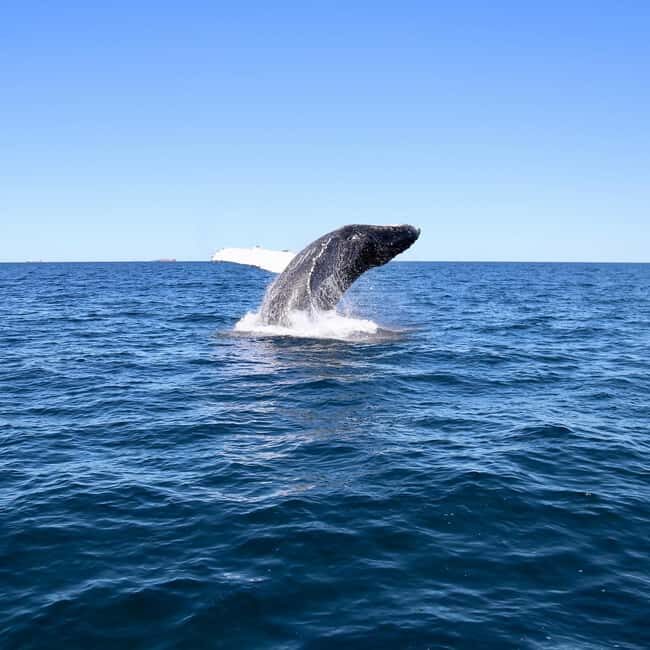 Mooloolaba: Whale Watching Cruise - Who This Tour Is Perfect For