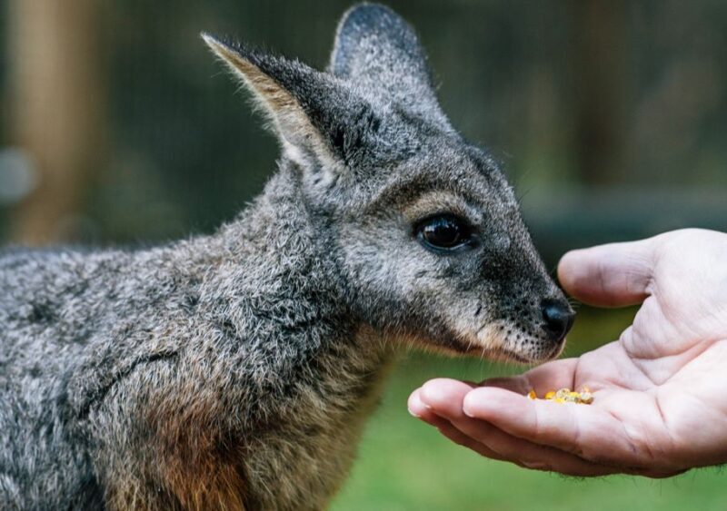 Moonlit Sanctuary Conservation Park Entry Ticket - Experience the Charm of Moonlit Sanctuary Conservation Park