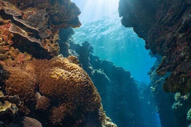 Moore Reef Day Tour with Dive from Cairns - Deep Dive into the Details