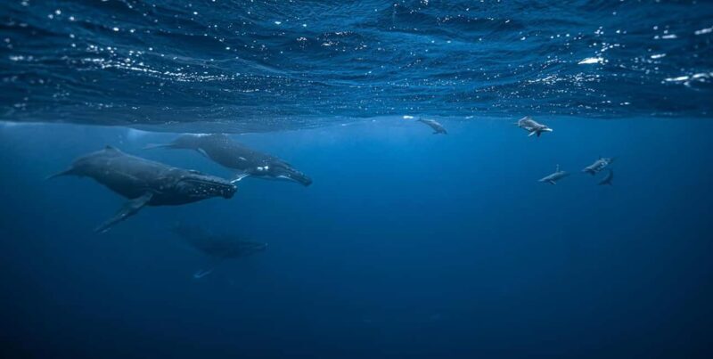 Moorea 4H Shared Boat Tour Whale Swimming and Snorkeling - Final Thoughts: Is It Worth It?
