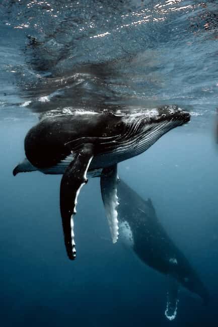 MOOREA 6H Private boat tour whales watching and Lunch - Who Will Love This Tour?