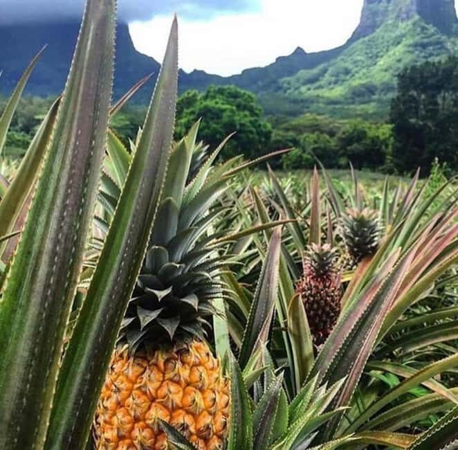 Moorea Cruise Ships: 4x4, Belvedere,Magic Mountain pineaple - Discover Moorea in a 4x4: The Perfect Cruise Day Excursion