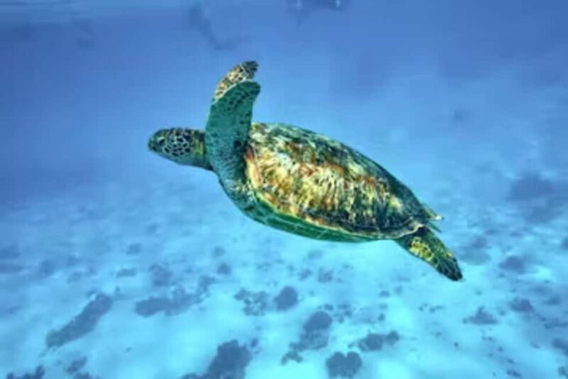 Moorea: Glass Bottom Boat Adventure with Lagoon Wonders - Final Thoughts: Is This Tour Right for You?