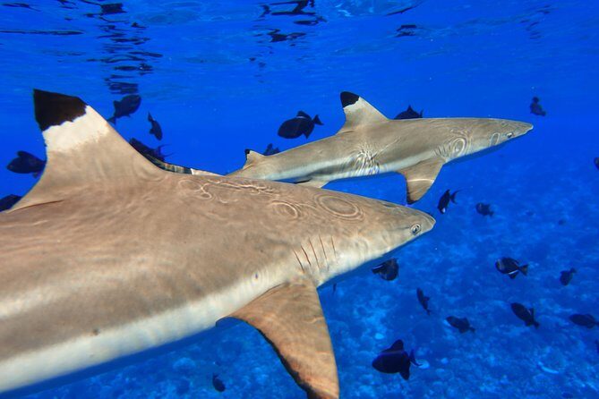 Moorea Private Boat Tour / Sea Scooter Snorkeling Tour - Authentic Insights from Past Travelers