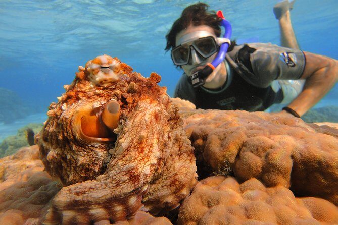 Moorea Private Boat Tour / Sea Scooter Snorkeling Tour - Practical Considerations for Your Trip