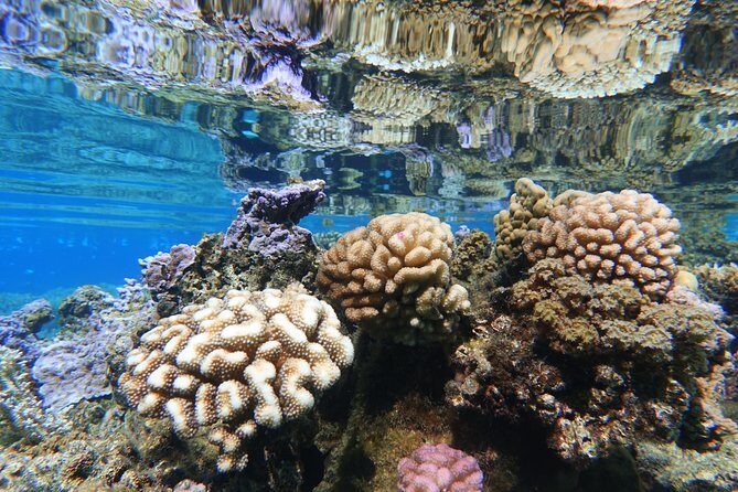 Moorea Private Boat Tour / Sea Scooter Snorkeling Tour - The Sum Up: Who Should Consider This Tour?