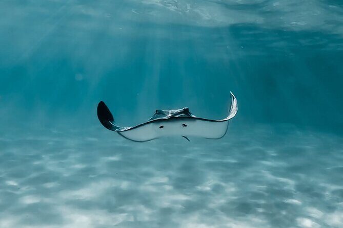 Moorea: Private Snorkeling Tour with Certify Guide - Final Thoughts: Who Is This Tour Perfect For?