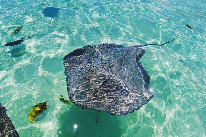 Moorea Solo or Twin 2 hours Jet Ski Tour - The Sum Up