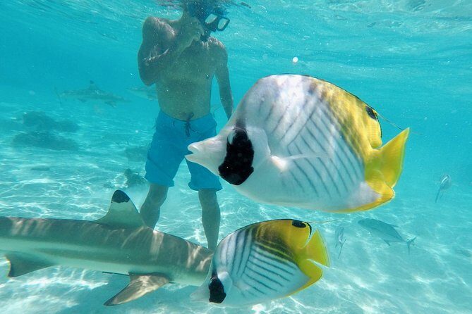 Moorea Solo or Twin 3 hours Jet Ski Tour - Final Thoughts