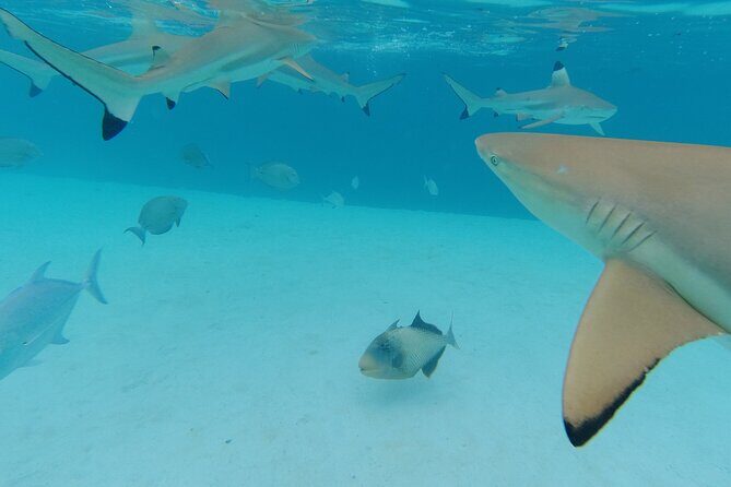 Moorea Solo or Twin Island Tour Jet Ski 4 hours - FAQs
