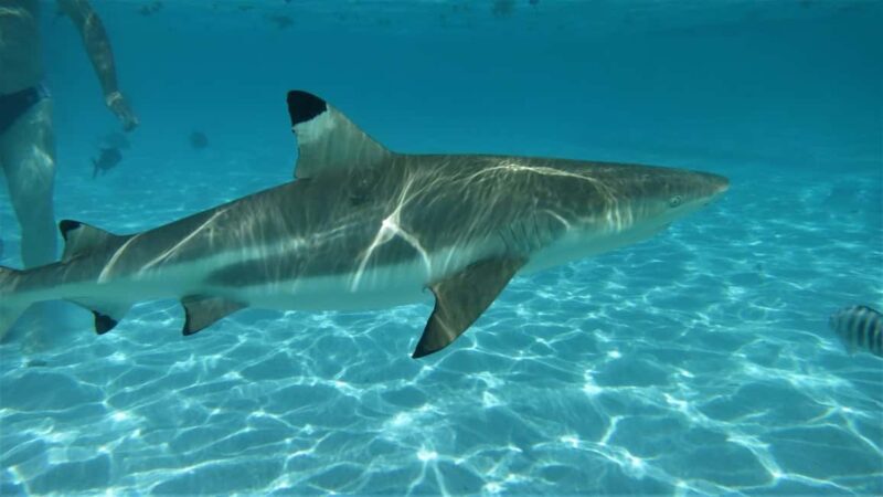 Moorea: Transparent Kayak Day Trip - Exploring Moorea’s Lagoon from a Transparent Kayak