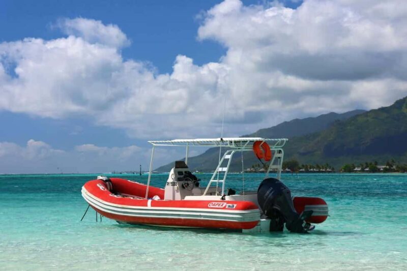 Moorea: Whale watching adventure - Key Points