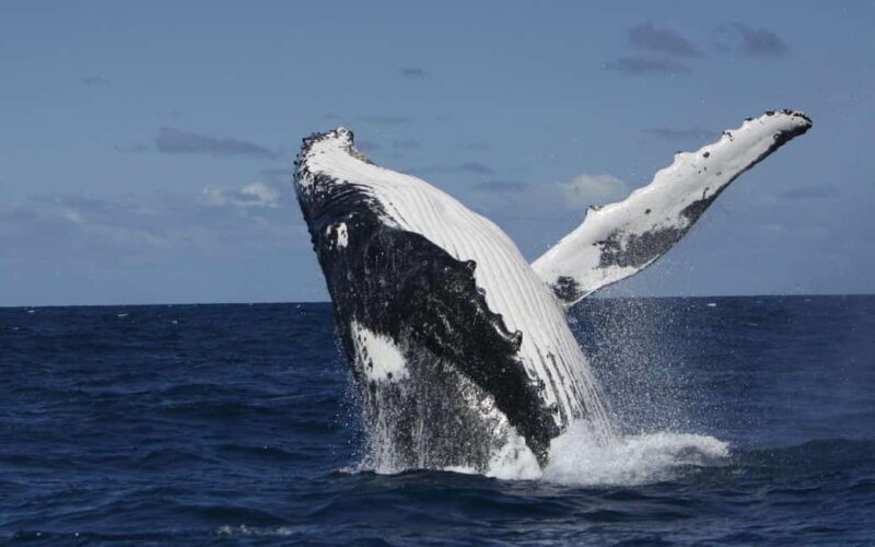 Moorea: Whale watching adventure - Who Will Love This Tour?