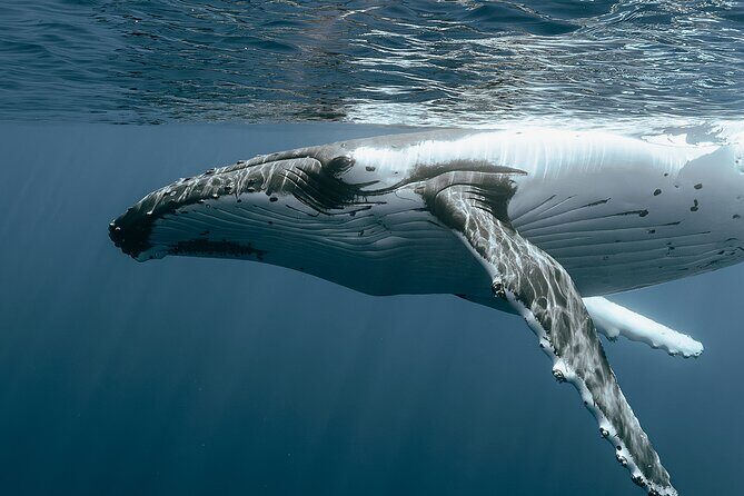Moorea Whales Watching and Swimming Half Day Shared Tour - Moorea Whales Watching and Swimming Half Day Shared Tour
