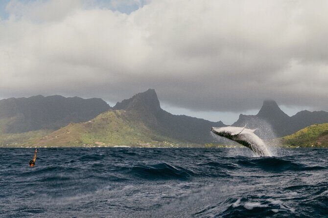 Moorea Whales Watching and Swimming Half Day Shared Tour - Key Points