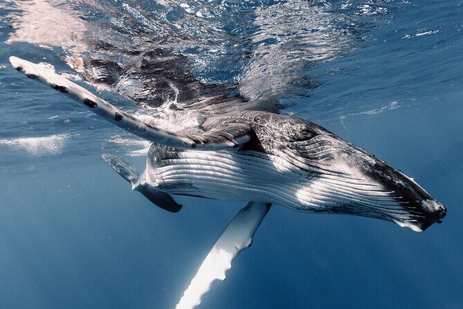 Moorea Whales Watching and Swimming Half Day Shared Tour - Who This Tour Is Best For