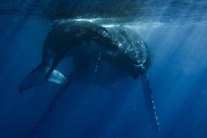 Moorea Whales Watching and Swimming Half Day Shared Tour - Final Thoughts