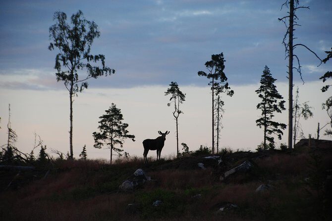 Moose safari in the wild Sweden Tiveden - Moose Safari in the Wild Sweden Tiveden: An Authentic Wilderness Experience