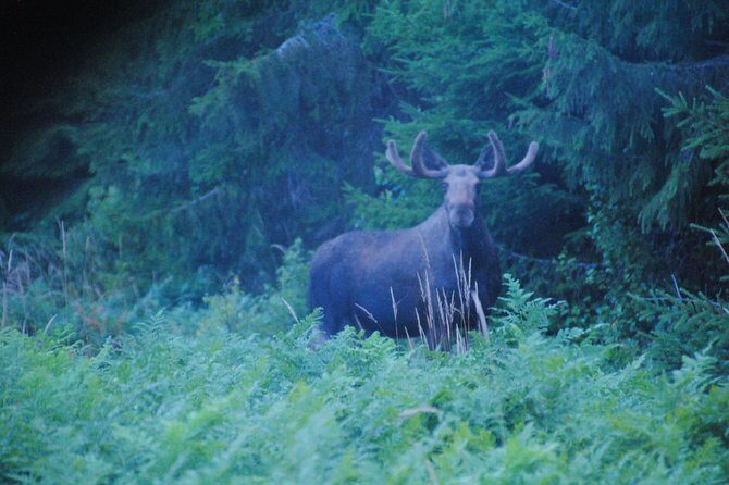 Moose safari in the wild Sweden Tiveden - Why This Moose Safari Stands Out