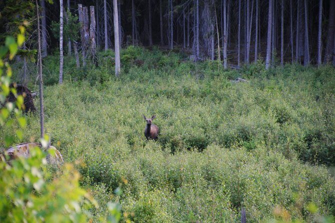 Moose safari in the wild Sweden Tiveden - Practical Considerations and Tips