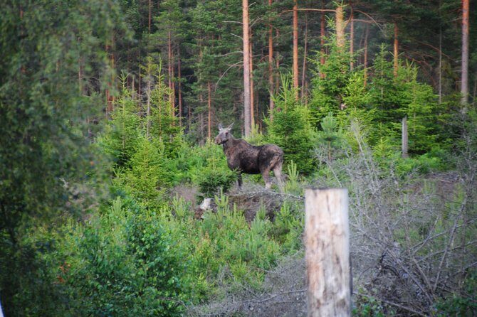 Moose safari in the wild Sweden Tiveden - The Sum Up