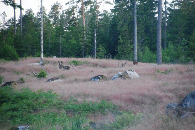 Moose safari in the wild Sweden Tiveden - FAQ