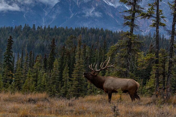 Moraine Lake, Lake Louise, Banff Highlights & Wildlife Expedition - Who Is This Tour Best For?