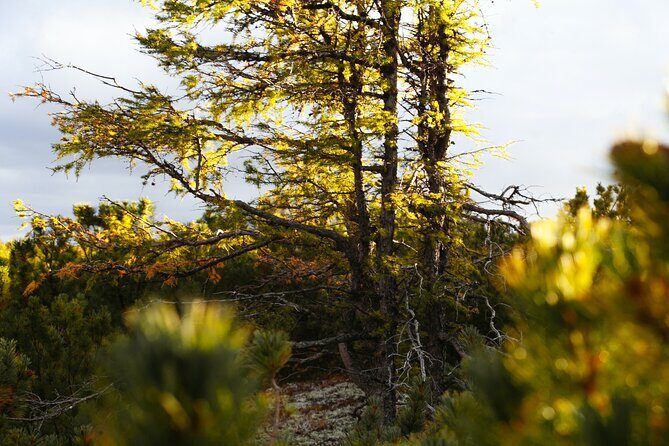 Moraine Lake: Larch Valley Hike, Departure from Banff - Discovering Banffs Natural Wonders: A Detailed Look