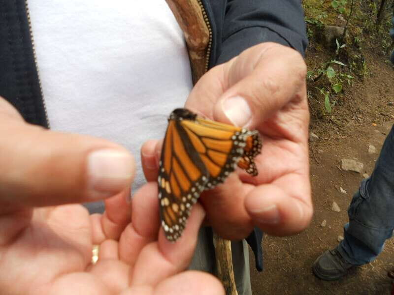 Morelia: Monarch Butterfly Tour - Exploring the Monarch Butterfly Tour in Depth