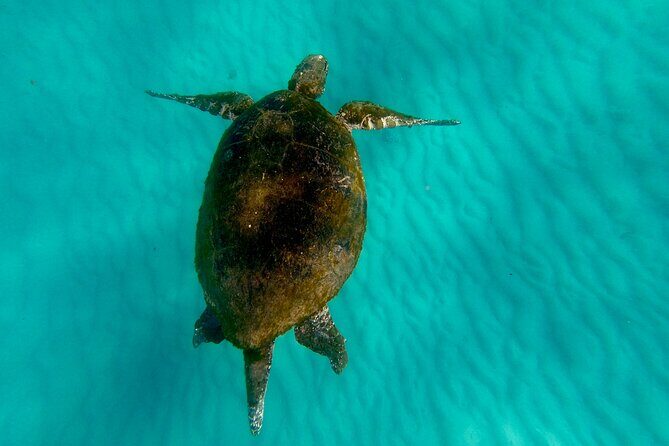 Moreton Island Day Trip (Kayak, Snorkel & Sandboard) frm Brisbane or Gold Coast - Who Will Love This Tour?