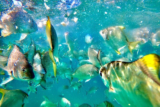 Moreton Island Day Trip (Kayak, Snorkel & Sandboard) frm Brisbane or Gold Coast - Frequently Asked Questions