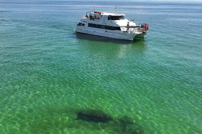 Moreton Island Eco Marine Safari Cruise and Snorkel - Who Will Love This Tour?
