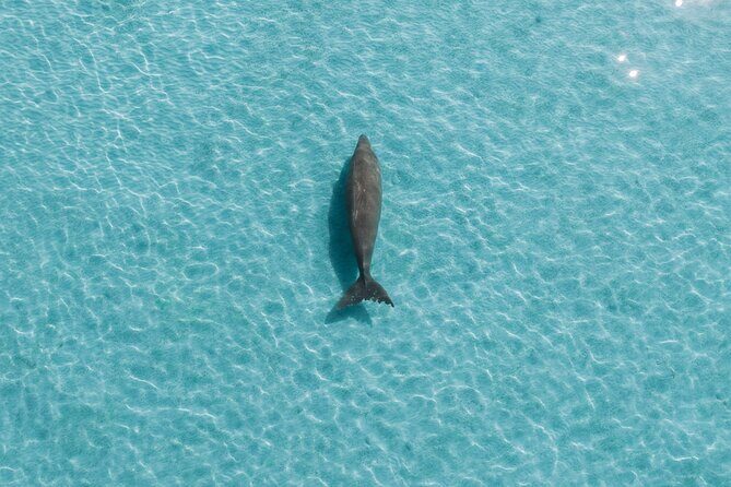 Moreton Island Eco Marine Safari Cruise and Snorkel - Frequently Asked Questions