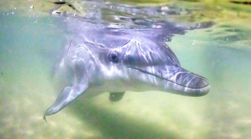 Moreton Island: Tangalooma ATV Quad Bike & Dolphin Feeding - Exploring the Day in Detail