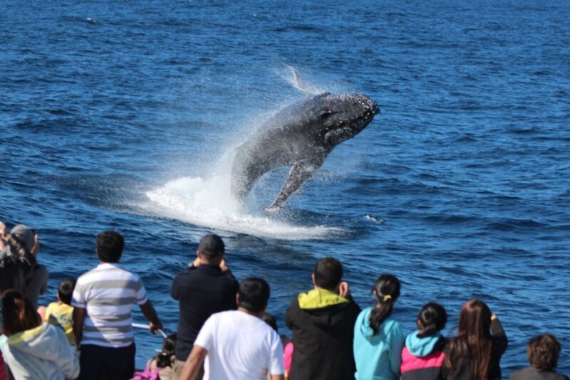 Moreton Island: Tangalooma Day Trip & Whale Watching Cruise - Why This Tour Offers Great Value