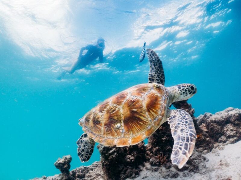 Moreton Island: Tangalooma Day Trip with Snorkeling Tour - The Itinerary and Transport